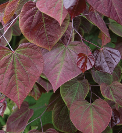 Cercis canadensis Forest Pansey Summer foliage