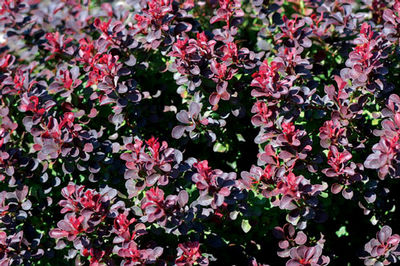 Berberis thungergii var. atropurpurea 'Royal Burgundy' - Barberry