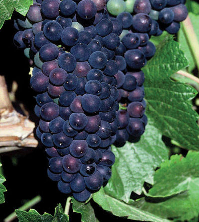 Vitis labrusca 'Concord' - Concord Grape