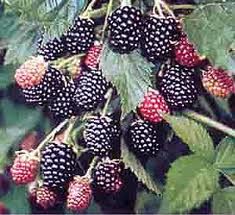 Rubus subgenus Black Satin (Blackberry)