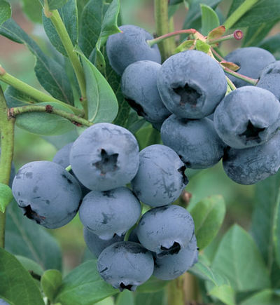 Vaccinium x 'Duke' - Duke Blueberry