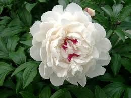 Paeonia 'Fastiva Maxima'