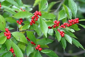 Ilex verticillata Sweethearts - Southern Gentleman/Winter Red Combo