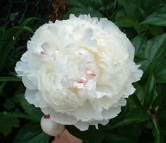 Paeonia 'Shirley Temple'