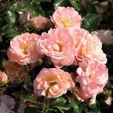 Rosa 'Meiggili' PP18542'