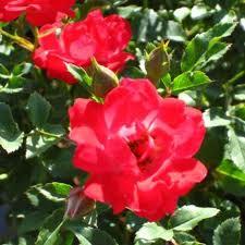 Rosa ''Meigalpio' PP17877'