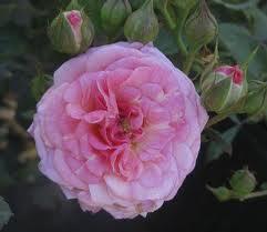 Rosa ''Meiswetdom' PP21612'