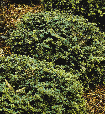 Ilec crenata 'Helleri' - Helleri Holly