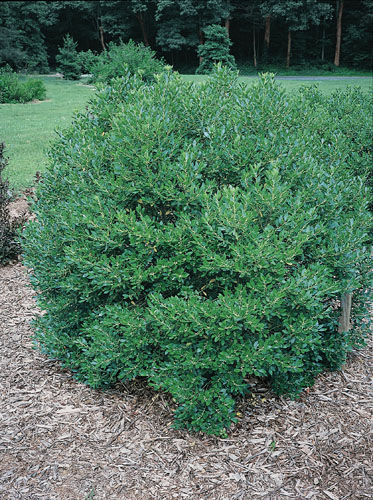 ilex glabra shamrock shamrock inkberry from historyland nursery ilex glabra shamrock shamrock inkberry from historyland nursery