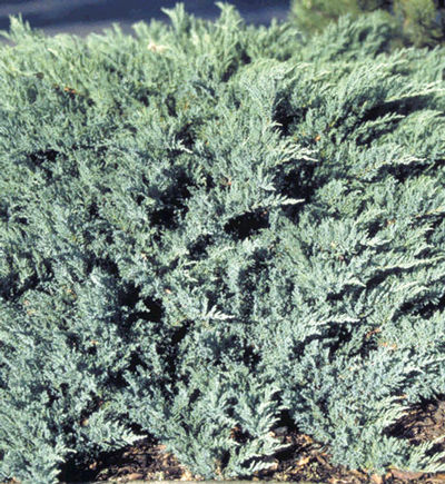 Blue Chip Juniper