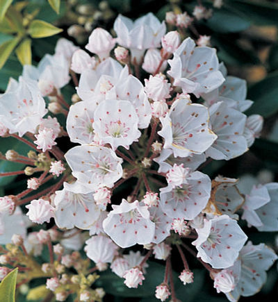 Kalmia latifolia 'Elf' - Elf Mountian Laurel