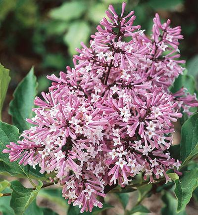 Syringa patula 'Miss Kim' - Miss Kim Lilac