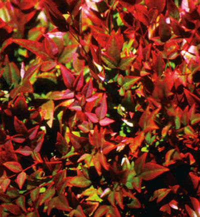 Nandina domestica - Heavenly Bamboo