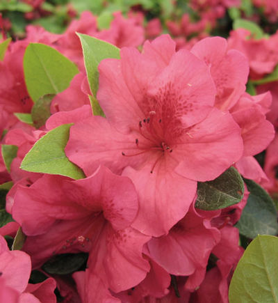 Azalea 'Crimson' (Girard hybrid)