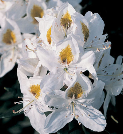 Rhododendron x 'Chionoides' - Chionoides Rhododendron 