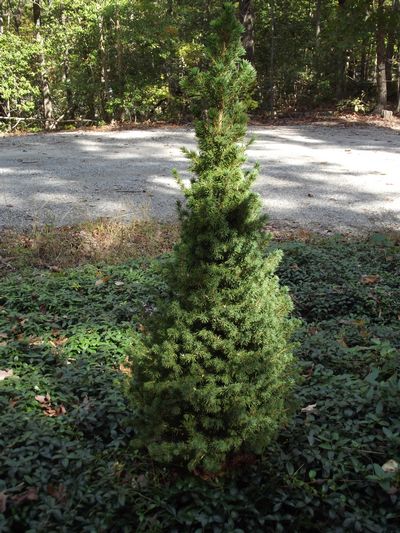 Picea glauca 'Conica' - Dwarf Alberta Spruce