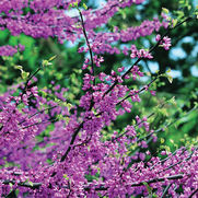 Cercis canadensis
