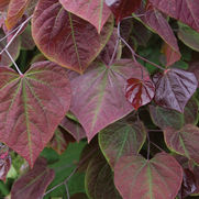 Cercis canadensis 'Forest Pansy'
