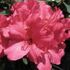 Azalea 'Girard Rose'