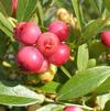 Vaccinium 'Pink Lemonade'