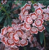 Kalmia latifolia 'Minuet'