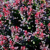 Berberis thunbergii var. atropurpurea 'Royal Burgundy'