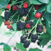 Rubus argatus 'Natchez'