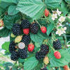 Rubus argatus 'Navaho'