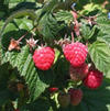 Rubus idaeus 'Latham'