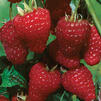 Rubus idaeus 'Nova'