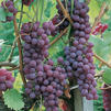 Vitis labrusca 'Catawba'
