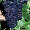 Vitis labrusca 'Concord'