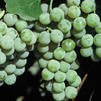 Vitis labrusca 'Niagara'