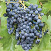 Vitis labrusca 'Steuben'
