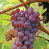 Vitis labrusca 'Suffolk'