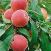 Prunus persica
