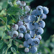 Vaccinium corymbosum 'Bluegold'