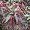 Prunus persica 'Bonfire PP# 8509'