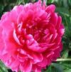 Paeonia 'Karl Rosenfeld'