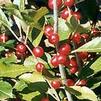 Ilex verticillata 'Apollo/Sparkleberry'