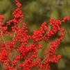 Ilex verticillata 'Jim Dandy/Berry Nice'