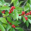 Ilex verticillata 'Southern Gentleman/Winter Red'