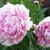 Paeonia 'Sarah Bernhardt'