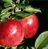Malus domestica 'Red Fuji'