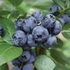 Vaccinium x 'Darrow'