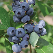 Vaccinium x 'Jersey'