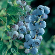 Vaccinium x 'Reka'