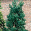 Cryptomeria japonica 'Radicans'