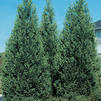Cupressocyparis leylandii