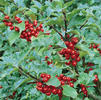 Ilex x meserveae 'Honeymooners '